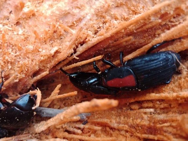 serangga pemakan kayu