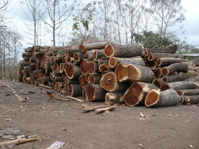 kayu trembesi