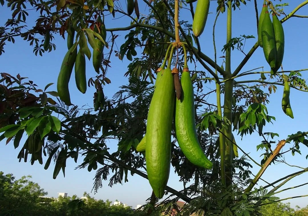 Mengenal Pohon Randu Klasifikasi Habitat Hingga Manfa